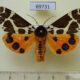 69731p Arctiidae Arctia caja phaeosoma Primorye $7