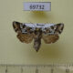 69732p Noctuidae Chandata bella f Primorye $7