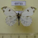 69733p Pieridae Paramidea scolymnus f Primorye $6