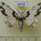 69734p Geometridae Biston regalis Primorye $7