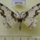 69735p Geometridae Biston regalis Primorye $7