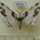 69736p Geometridae Biston regalis Primorye $7