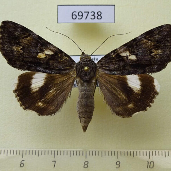 Noctuidae Catocala nagioides f Primorye