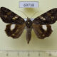 69738p Noctuidae Catocala nagioides f Primorye $6