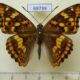 69739p Nymphalidae Apatura metis Primorye $7