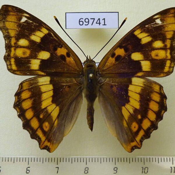 Nymphalidae Apatura metis Primorye