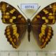 69741p Nymphalidae Apatura metis Primorye $10