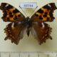 69744p Nymphalidae Nymphalis vau-album Primorye $6