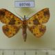 69746p Noctuidae Singara diversalis Thailand $7