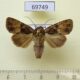 69749p Noctuidae Feliniopsis leucostigma Thailand $9