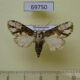 69750p Noctuidae Phoperigea variegata Madagascar $4