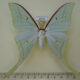 69752p Saturniidae Actias artemis Amur reg. $20