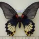 69755p Papilionidae Papilio memnon agenor form agenor f Thailand $20