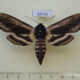 69756p Sphingidae Sphinx ligustri amurensis Khakassia rep. $8