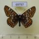 69757p Nymphalidae Euphydryas maturna staudingeri Kazakhstan $6