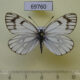 69760p Pieridae Metaporia leucodice leucodice Kazakhstan $5