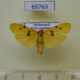 69763p Arctiidae Eilema mabillei Madagascar $8