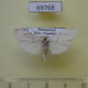 69768p Arctiidae Eilema argentea infuscata Madagascar $7