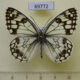 69772p Satyridae Melanargia parce parce Kazakhstan $10