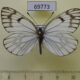 69773p Pieridae Metaporia leucodice leucodice Kazakhstan $5