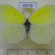 69778p Pieridae Gonepteryx aspasia Primorye $6