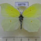 69779p Pieridae Gonepteryx aspasia Primorye $6