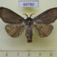 69780p Lymantridae Calliteara pudibunda Primorye $7