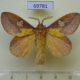 69781p Lasiocampidae Euthrix laeta Primorye $7