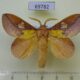 69782p Lasiocampidae Euthrix laeta Primorye $7
