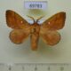 69783p Lasiocampidae Odonestis pruni rufescens Primorye $5