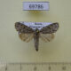 69786p Noctuidae Acronicta jozana Primorye $15