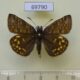 69790p Hesperidae Erynnis montanus Primorye $6