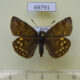 69791p Hesperidae Erynnis montanus Primorye $6