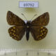 69792p Hesperidae Erynnis montanus Primorye $5