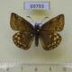 69793p Hesperidae Erynnis montanus Primorye $3
