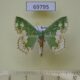 69795p Geometridae Eucyclodes difficta Primorye $4
