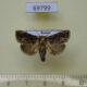 69799p Limacodidae Austrapoda dentata Primorye $7