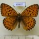 69807p Nymphalidae Argynnis niobe orientalis Kazakhstan $8