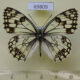 69809p Satyridae Melanargia parce parce Kazakhstan $10