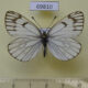 69810p Pieridae Metaporia leucodice leucodice Kazakhstan $5