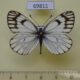 69811p Pieridae Metaporia leucodice leucodice Kazakhstan $6