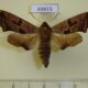 69815p Sphingidae Mimas christophi Primorye $7