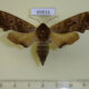 69816p Sphingidae Mimas christophi f Primorye $8