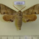 69818p Sphingidae Marumba jankowskii Primorye $7