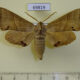69819p Sphingidae Marumba jankowskii Primorye $8