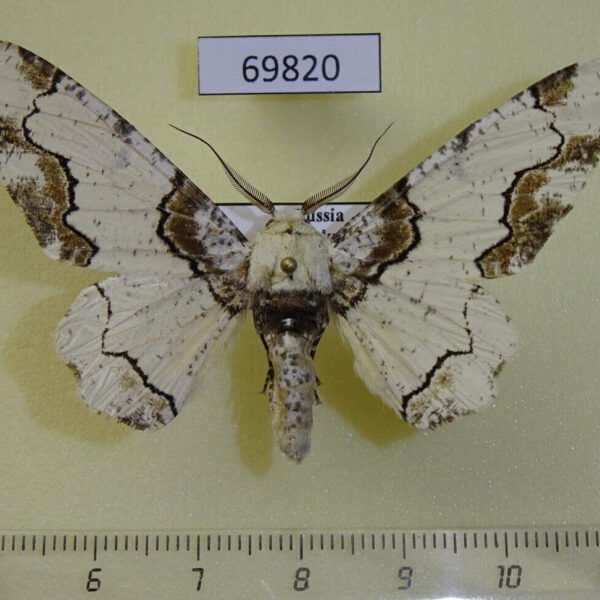 Geometridae Biston regalis Primorye