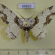 69820p Geometridae Biston regalis Primorye $7