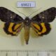 69821p Noctuidae Catocala separans Primorye $9
