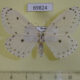 69824p Geometridae Naxa seriaria f Primorye $7