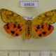 69826p Arctiidae Rhyparioides amurensis f Primorye $8